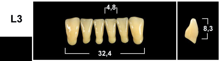 FRONTALI INFERIORI / Denti Tribos 501