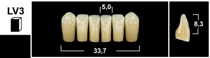 FRONTALI INFERIORI / Denti Tribos 501