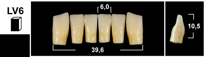 FRONTALI INFERIORI / Denti Tribos 501