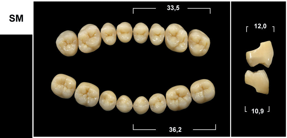 DIATORICI INFERIORI / Denti Tribos 501