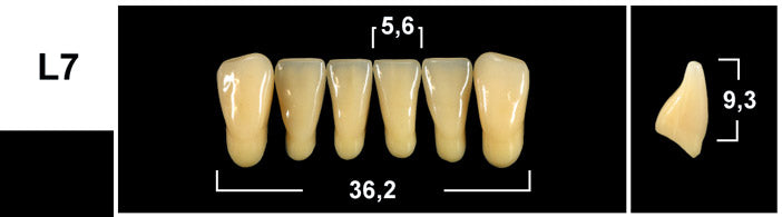 FRONTALI INFERIORI / Denti Tribos 501