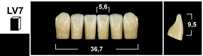 FRONTALI INFERIORI / Denti Tribos 501