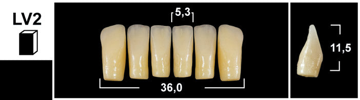 FRONTALI INFERIORI / Denti Tribos 501