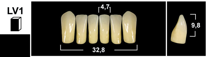 FRONTALI INFERIORI / Denti Tribos 501