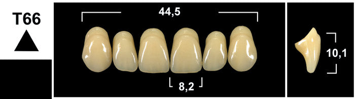 FRONTALI SUPERIORI / Denti Tribos 501