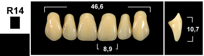 FRONTALI SUPERIORI / Denti Tribos 501