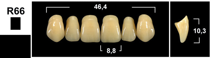 FRONTALI SUPERIORI / Denti Tribos 501