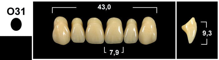 FRONTALI SUPERIORI / Denti Tribos 501