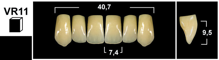 FRONTALI SUPERIORI / Denti Tribos 501