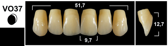 FRONTALI SUPERIORI / Denti Tribos 501