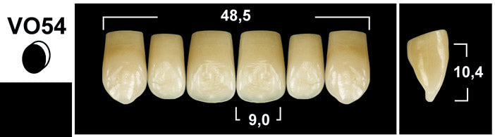 FRONTALI SUPERIORI / Denti Tribos 501