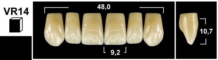 FRONTALI SUPERIORI / Denti Tribos 501
